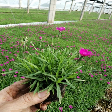 向亮苗木 青州欧石竹 欧石竹种子 近期行情