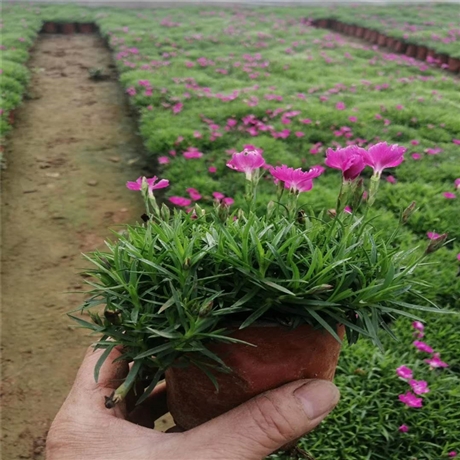 现挖现卖 欧石竹穴盘苗 独特的石竹杂交种 花期长品相好