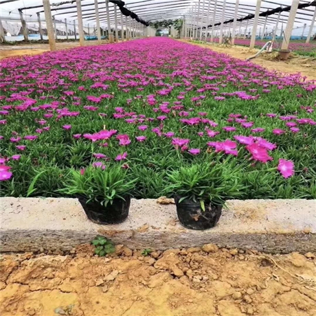 欧石竹杯苗 青州欧石竹种植基地 开花草坪欧石竹 本信息长期有效