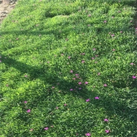 好苗接受预定 欧石竹工程苗 欧石竹盆苗批发 诚信企业推荐