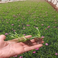苗圃基地 欧石竹杯苗 产地出售石竹苗 可全国配送