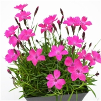 花圃基地 欧石竹苗 欧石竹盆苗批发 值得信赖