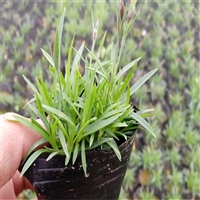 潍坊 绿化欧石竹 欧石竹厂家供应 预留电话及时反馈