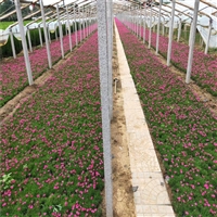 园林基地出货 欧石竹 欧石竹种子 产品咨询