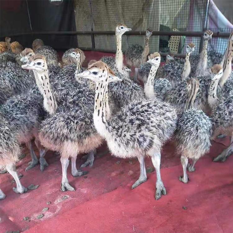 鴕鳥養殖場價格實惠 山東養殖鴕鳥基地 幼苗鴕鳥多大的 歡迎訂購