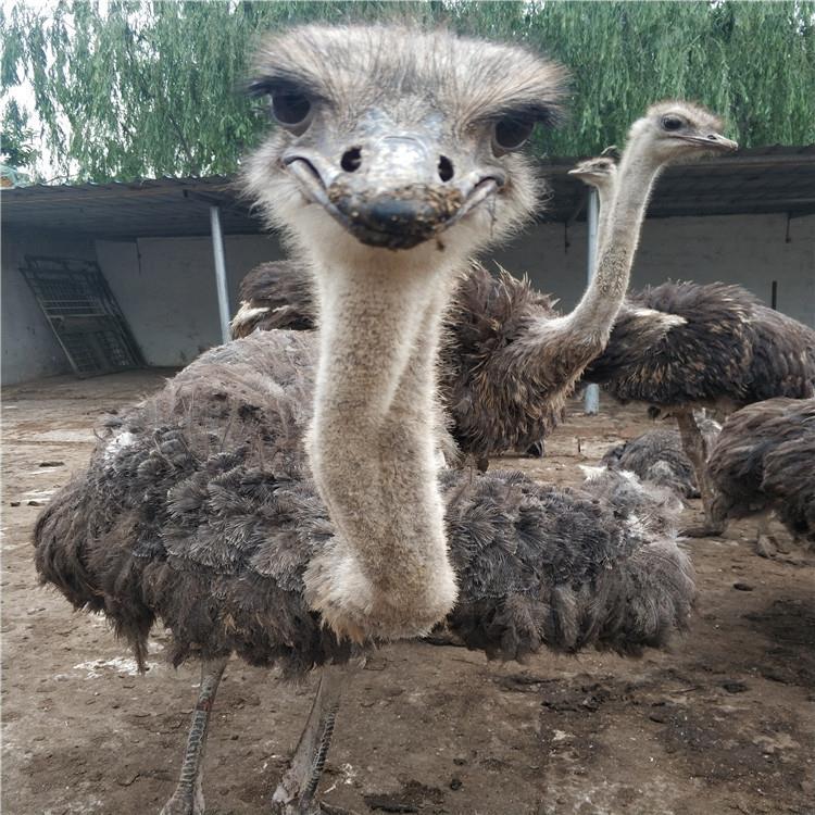 公母肉用产蛋用途鸵鸟品种执雯养殖厂家联系方式产品信息数量发货地