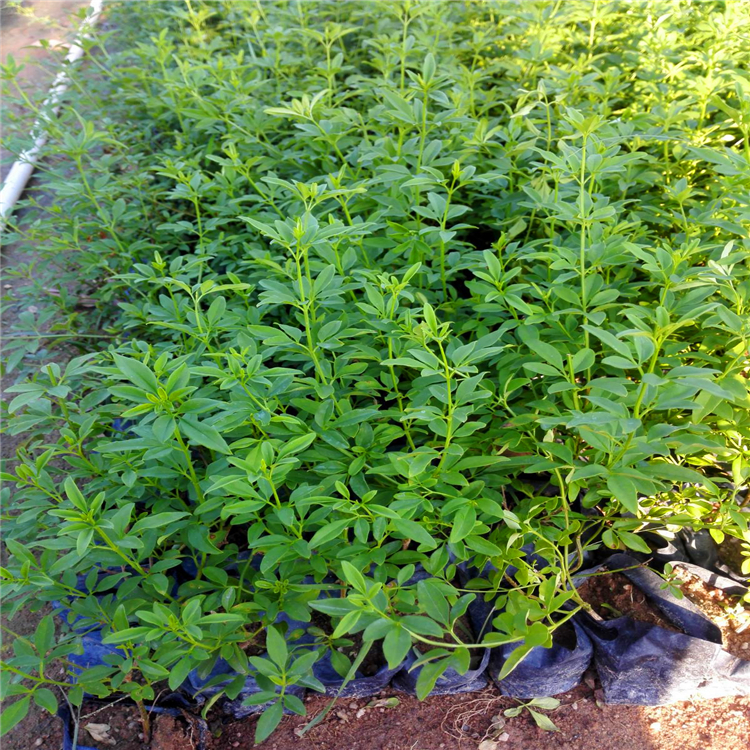 迎春花大杯苗 许昌耐寒连翘黄素馨 此信息长期有效