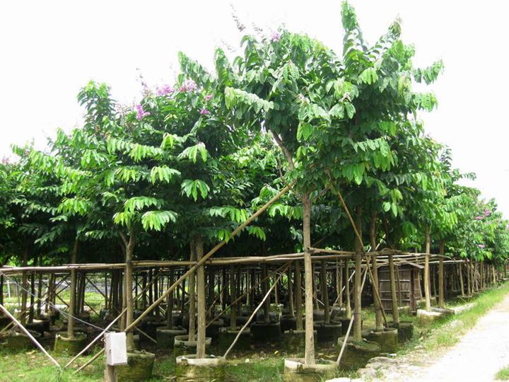 大叶紫薇树苗河北大花紫薇苗圃