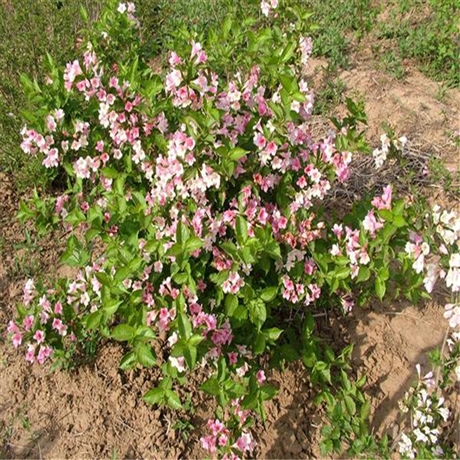 吉林四季锦带小苗一年生四季锦带质量放心可靠