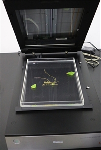 植物根系分析仪