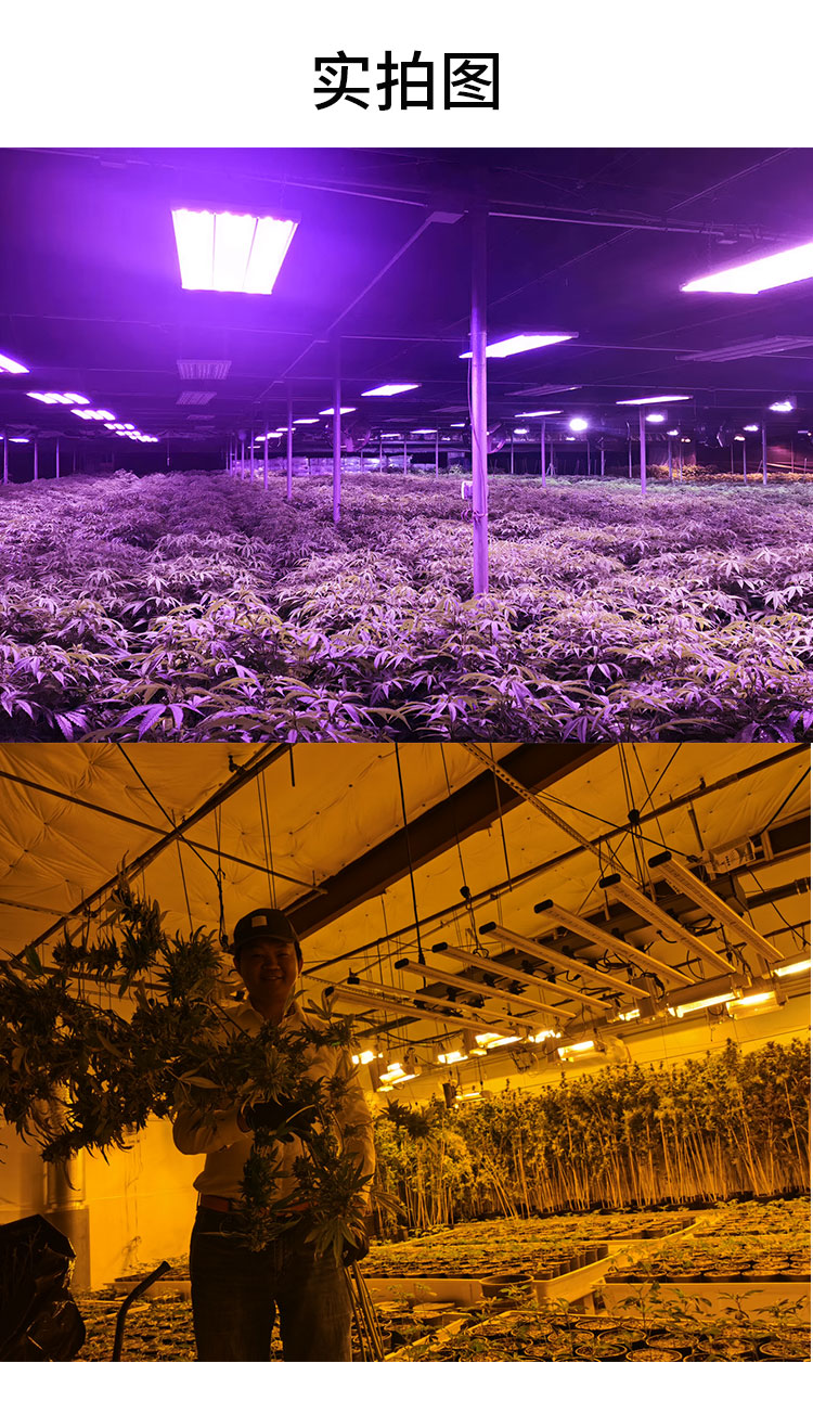 规模种植提前上市200wled草莓葡萄植物灯大量批发耀嵘科技