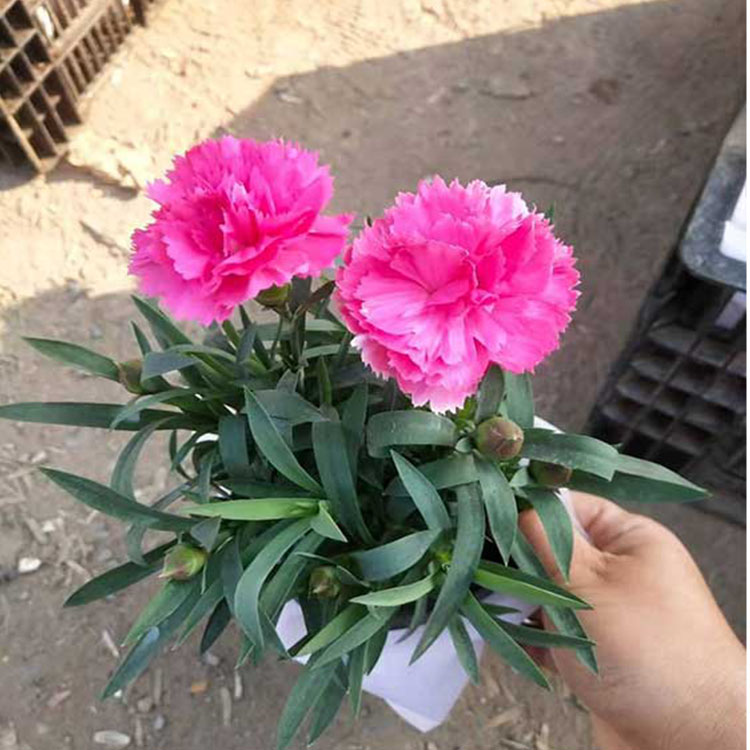 康乃馨花卉種植批發康乃馨小苗