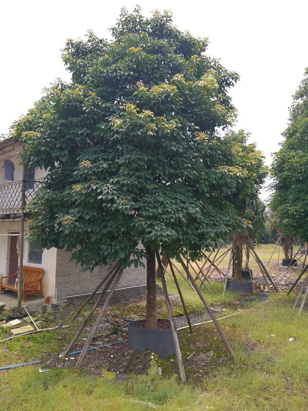 出售重阳木安徽重阳木袋苗筑绿城景信息推荐