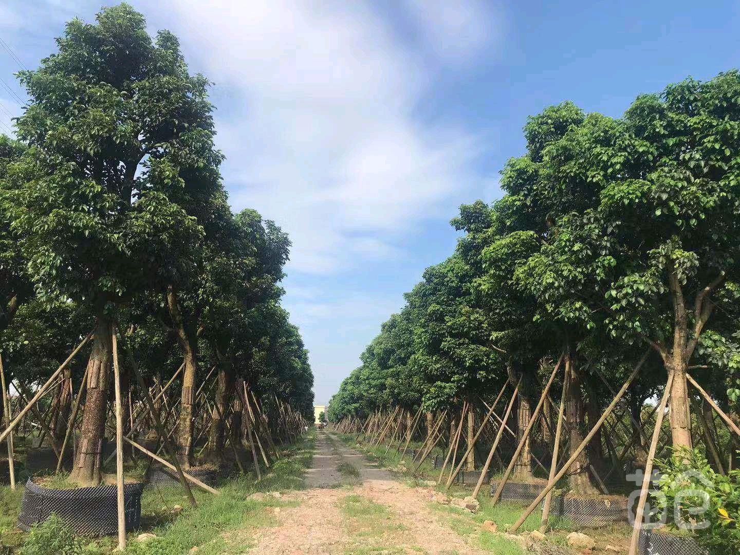 出售重阳木安徽重阳木袋苗筑绿城景信息推荐