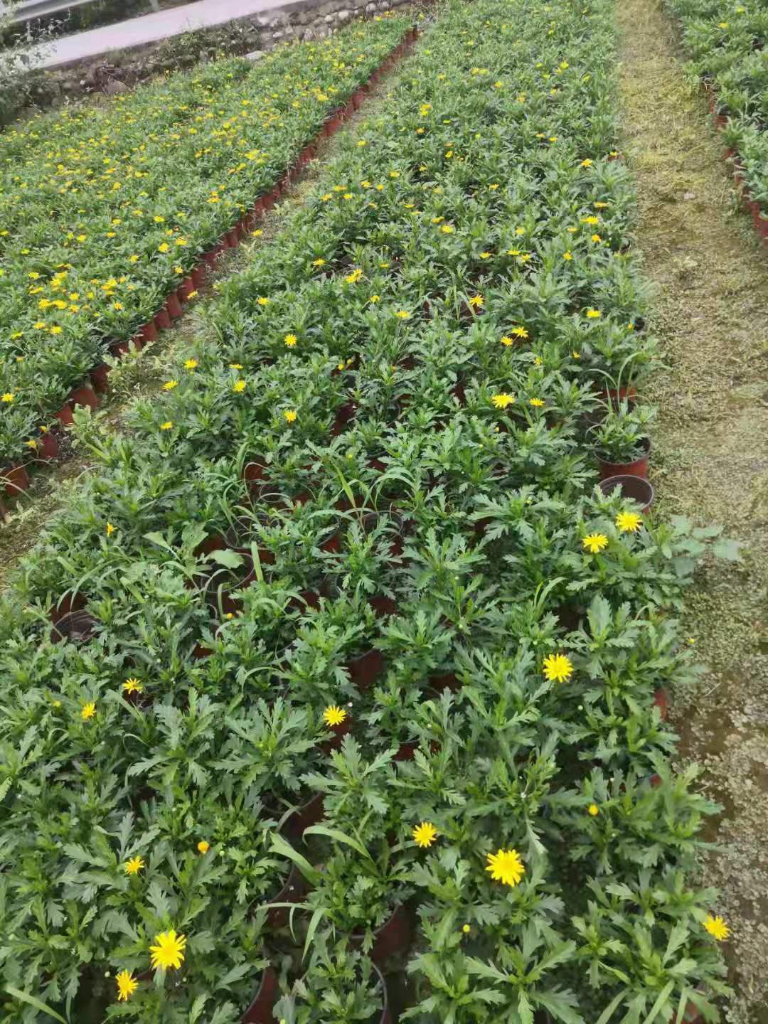 瑪格麗特種植基地 營養杯木春菊 城市景觀法蘭西菊