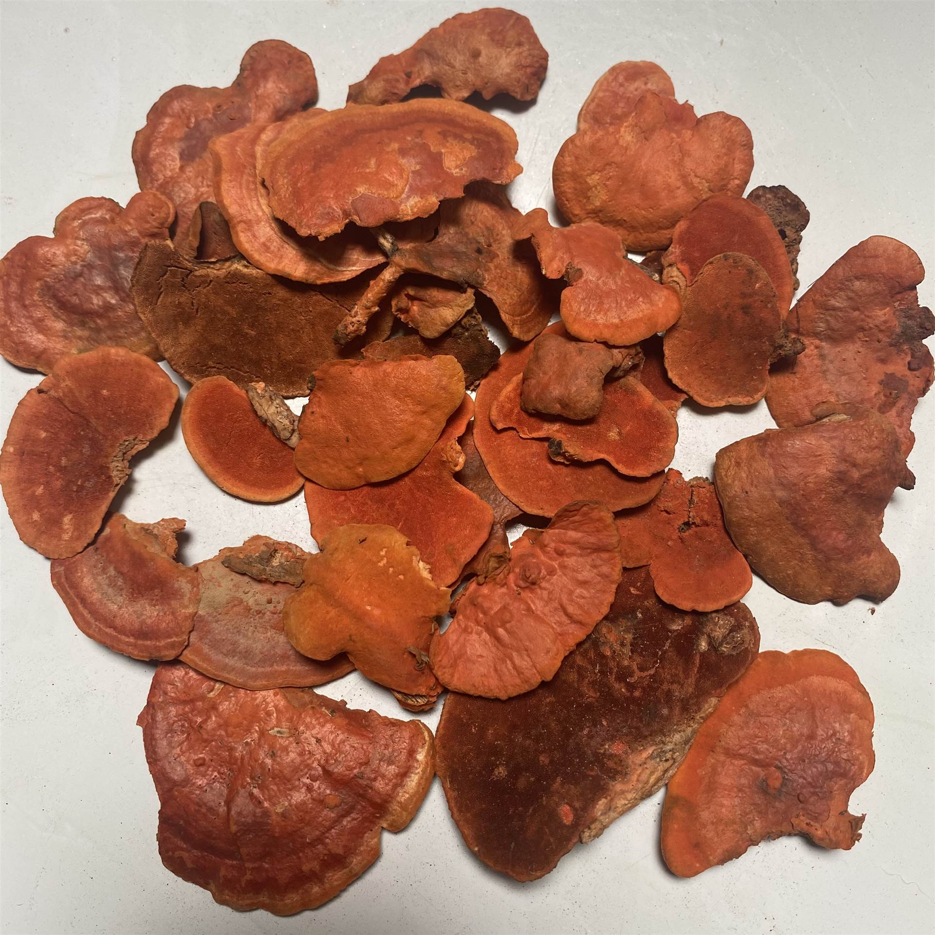 出售中药材牛樟芝