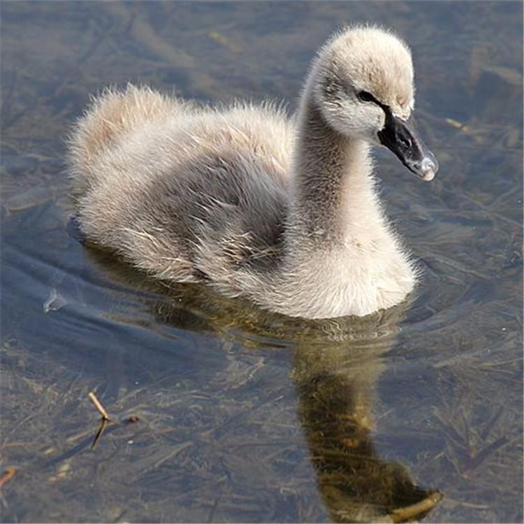 两只成年黑天鹅苗价格黑天鹅批发出租黑天鹅成长率高