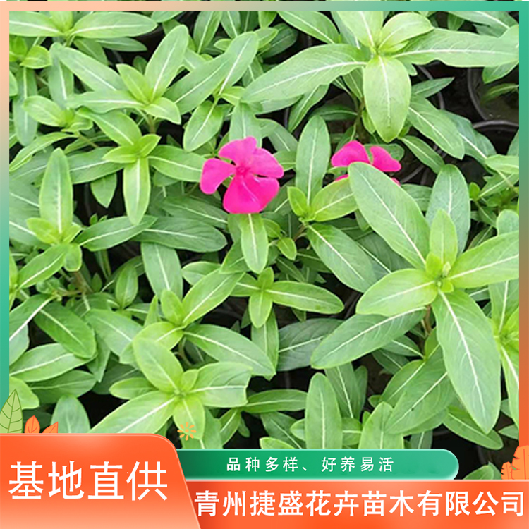 园林开景观天天开 js-花卉基地 天天开盆栽小苗