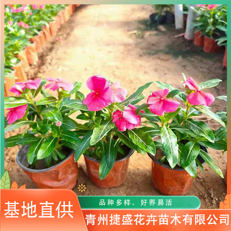 天天开盆栽小苗 供应厂家 捷盛天天开 观赏花卉