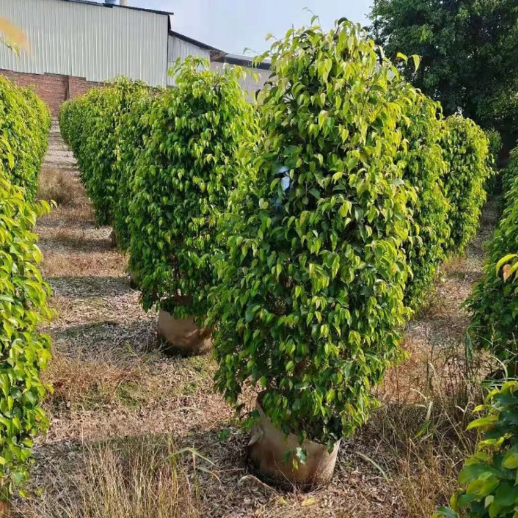 垂叶榕柱报价 垂叶榕基地大量供应 福建江西浙江各地