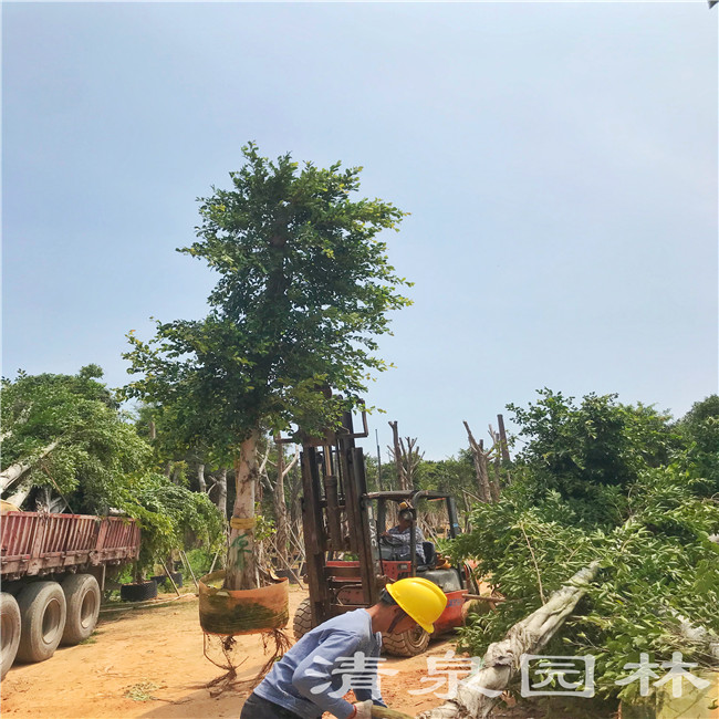 公路绿化树多少钱一颗(公路绿化树高度要求标准)