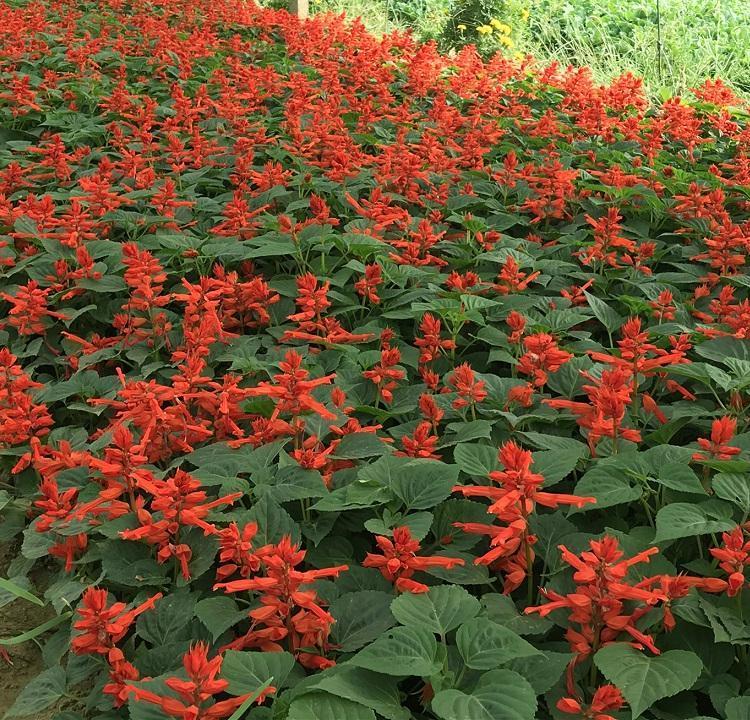 威海一串红苗一串红供应在线为您服务