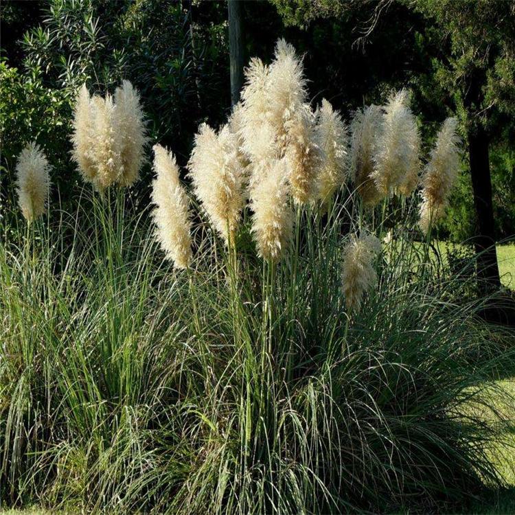 枣庄绿化蒲苇花叶蒲苇株形优雅