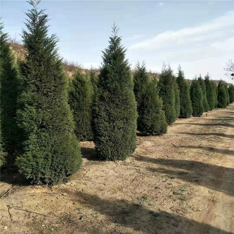 开原市鹏展苗圃 产品  环境:也可作水土保持的造林树种.