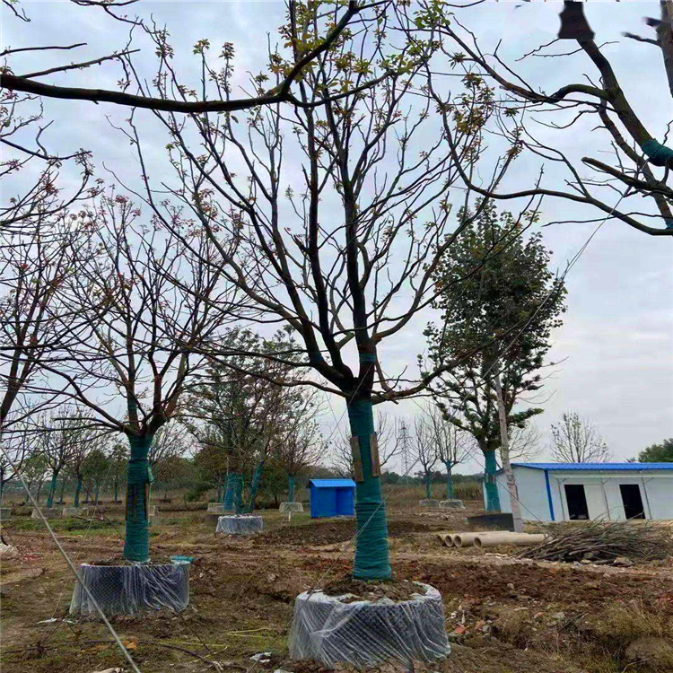 朴樹假植苗湖南叢生多杆朴樹公園廣場造型朴樹