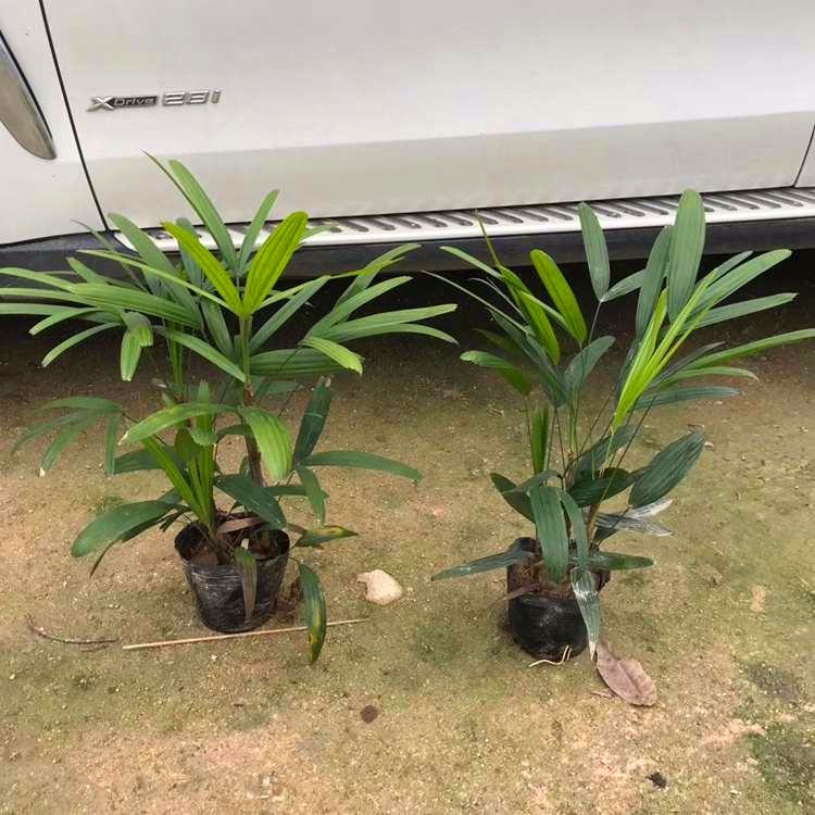 精品棕竹苗 天津大叶棕竹小苗 水生植物工程绿化苗