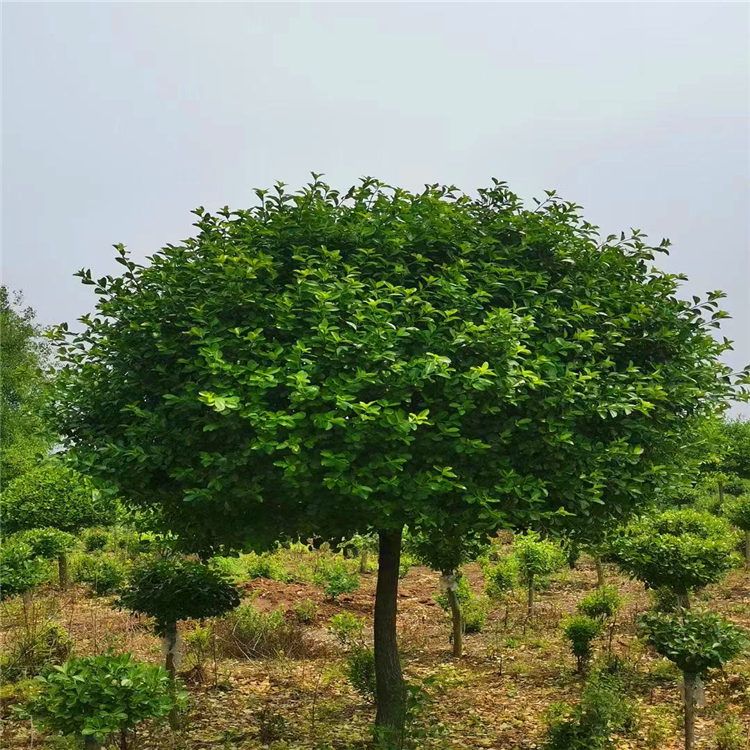 河南嘉诚园林大量批发卫矛树苗鄢陵苗木基地