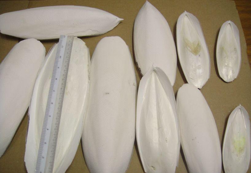 嘉定港墨鱼骨进口报关公司