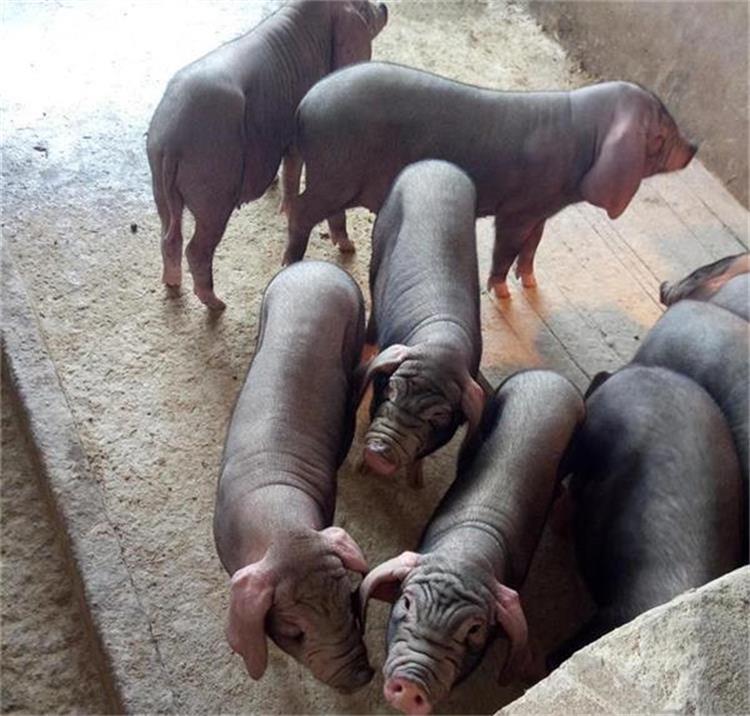 太湖母猪养猪场种猪养殖场
