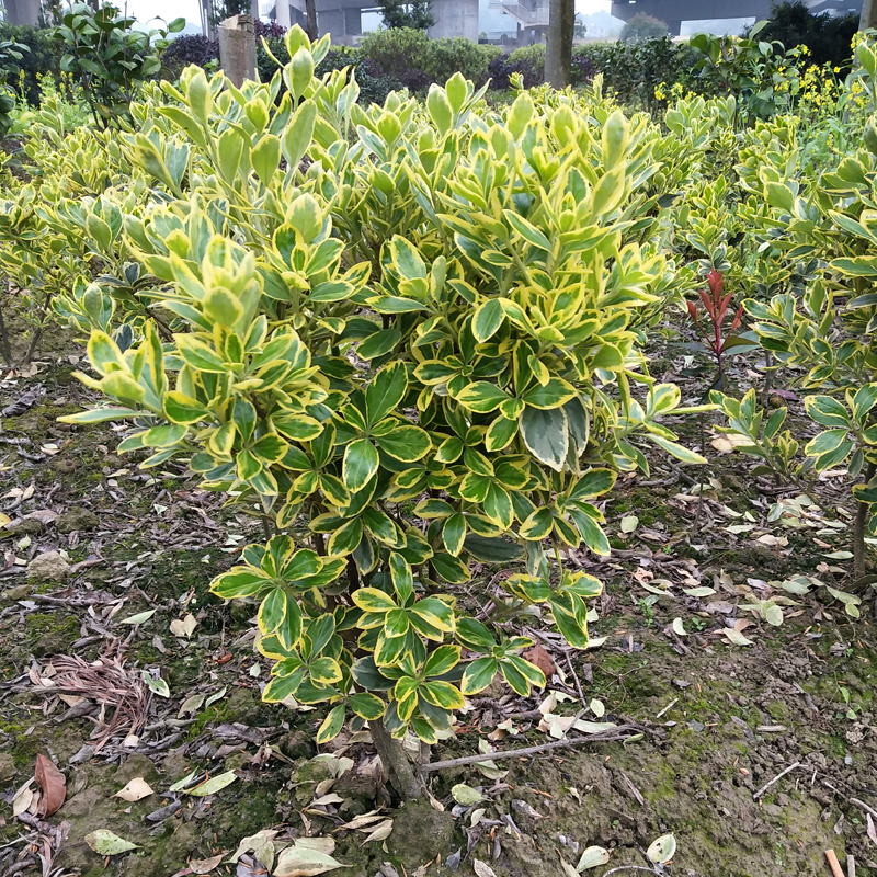 安徽金边大叶黄杨球价格和花期