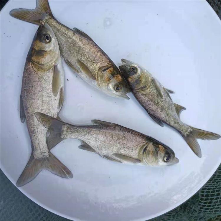 淡水魚苗 花鰱苗 草魚養殖 鄭州花鰱魚苗場 提供各種淡水