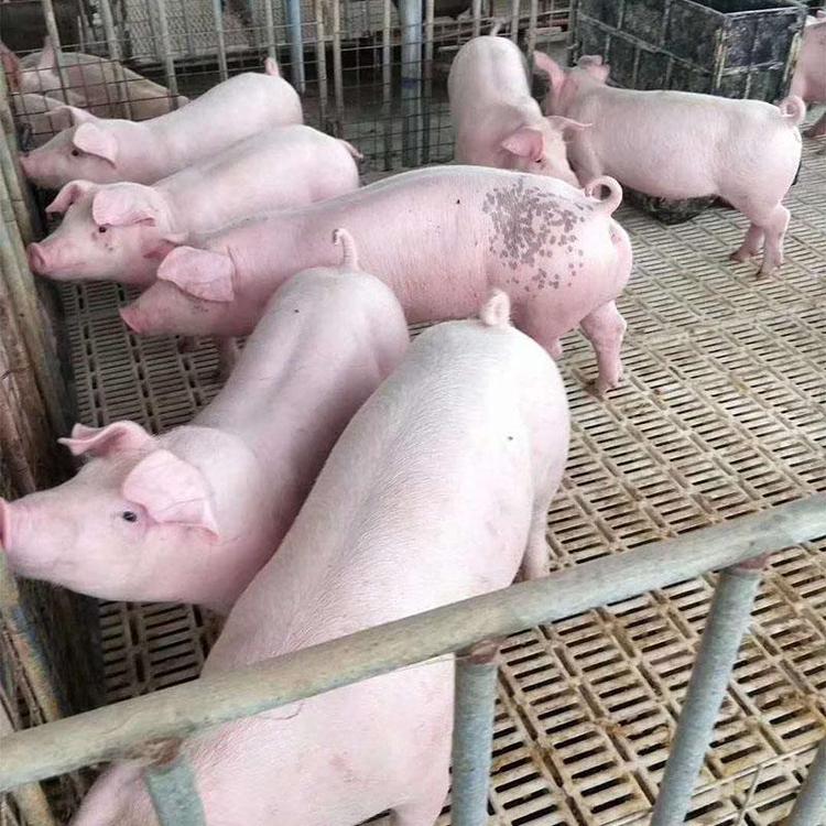四蹄白母猪价格原种太湖母猪价格利润
