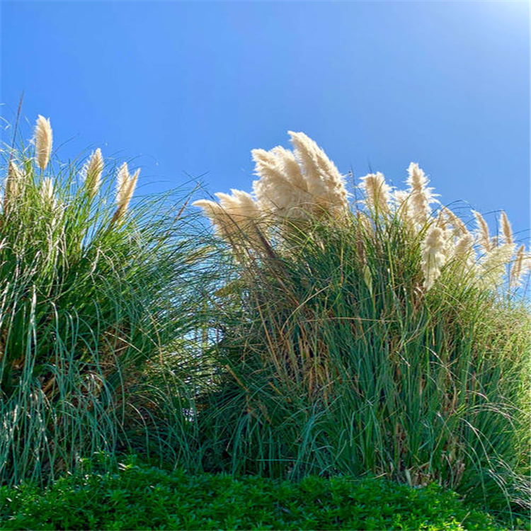 陕西 蒲苇种植基地 矮蒲苇批发 价格推荐