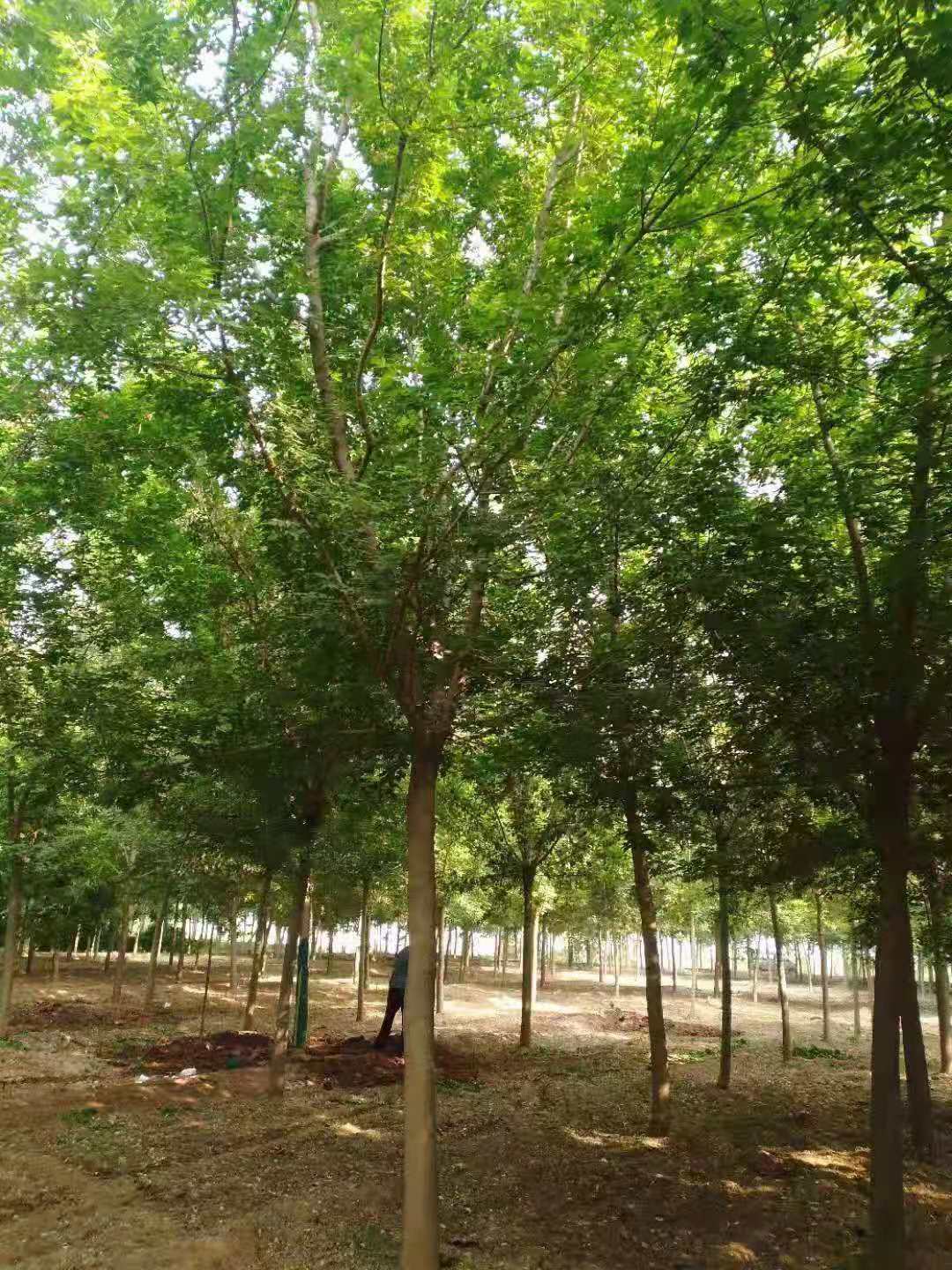 青叶复叶槭基地