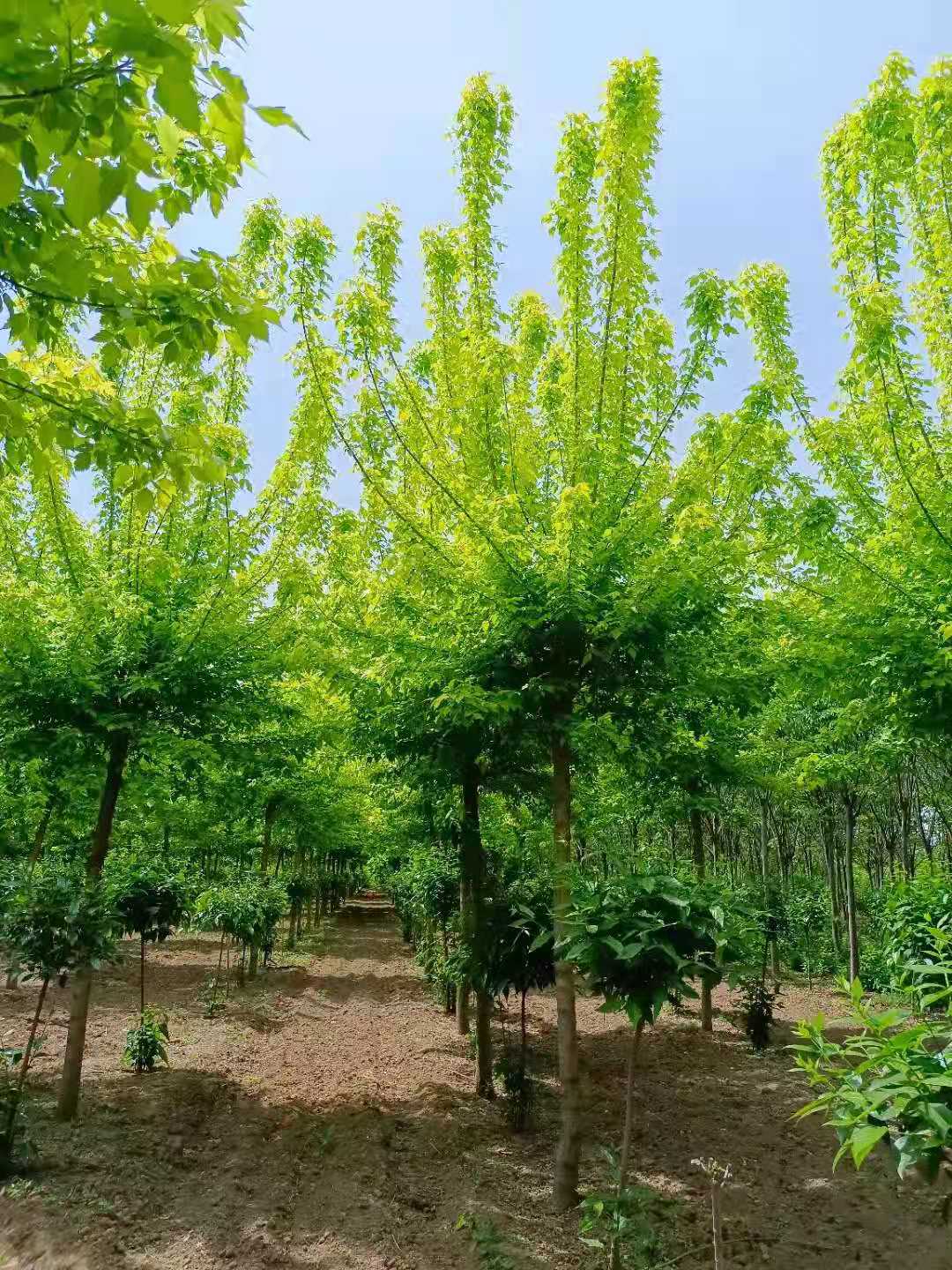 山东金叶复叶槭基地