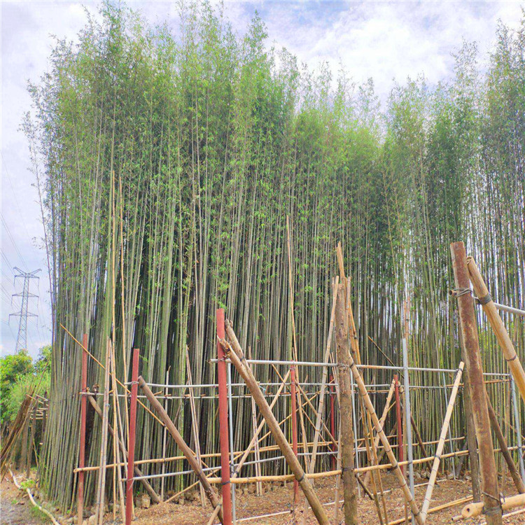 刚竹批发重庆精品刚竹庭院围墙绿化苗工程用青竹