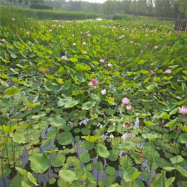 濱州 荷花藕苗 山東荷花苗 水生植物批發基地