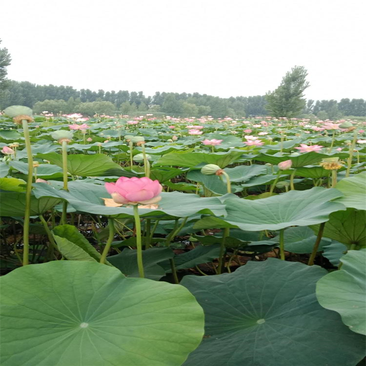 濱州荷花苗基地荷花苗供應水生植物批發基地