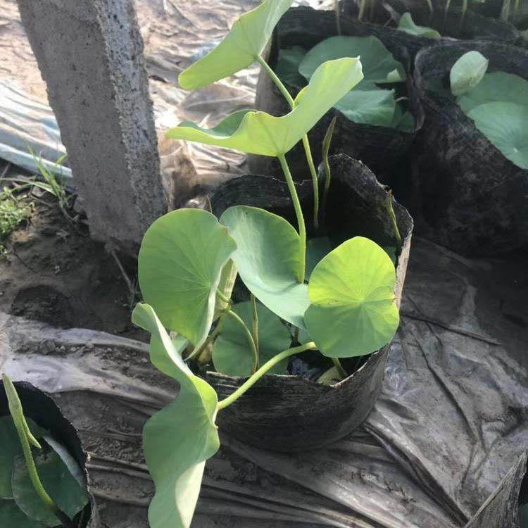 北京 批发荷花 精品荷花苗 园林景区绿化