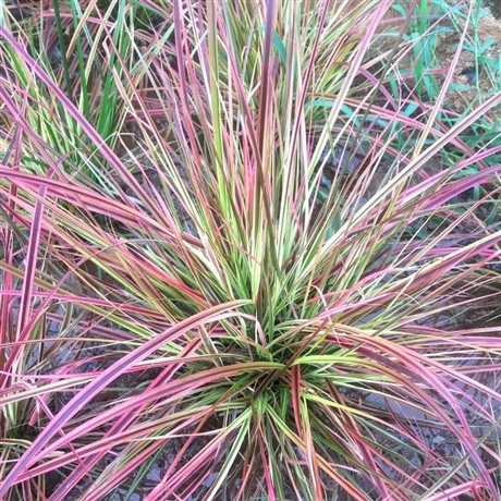 狼尾草出售河北小兔子狼尾草园林观赏草多年生草本