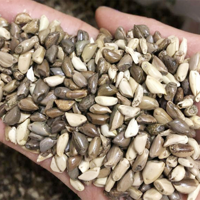 高产墨西哥玉米草种子批发多年生牧草种子销售包邮