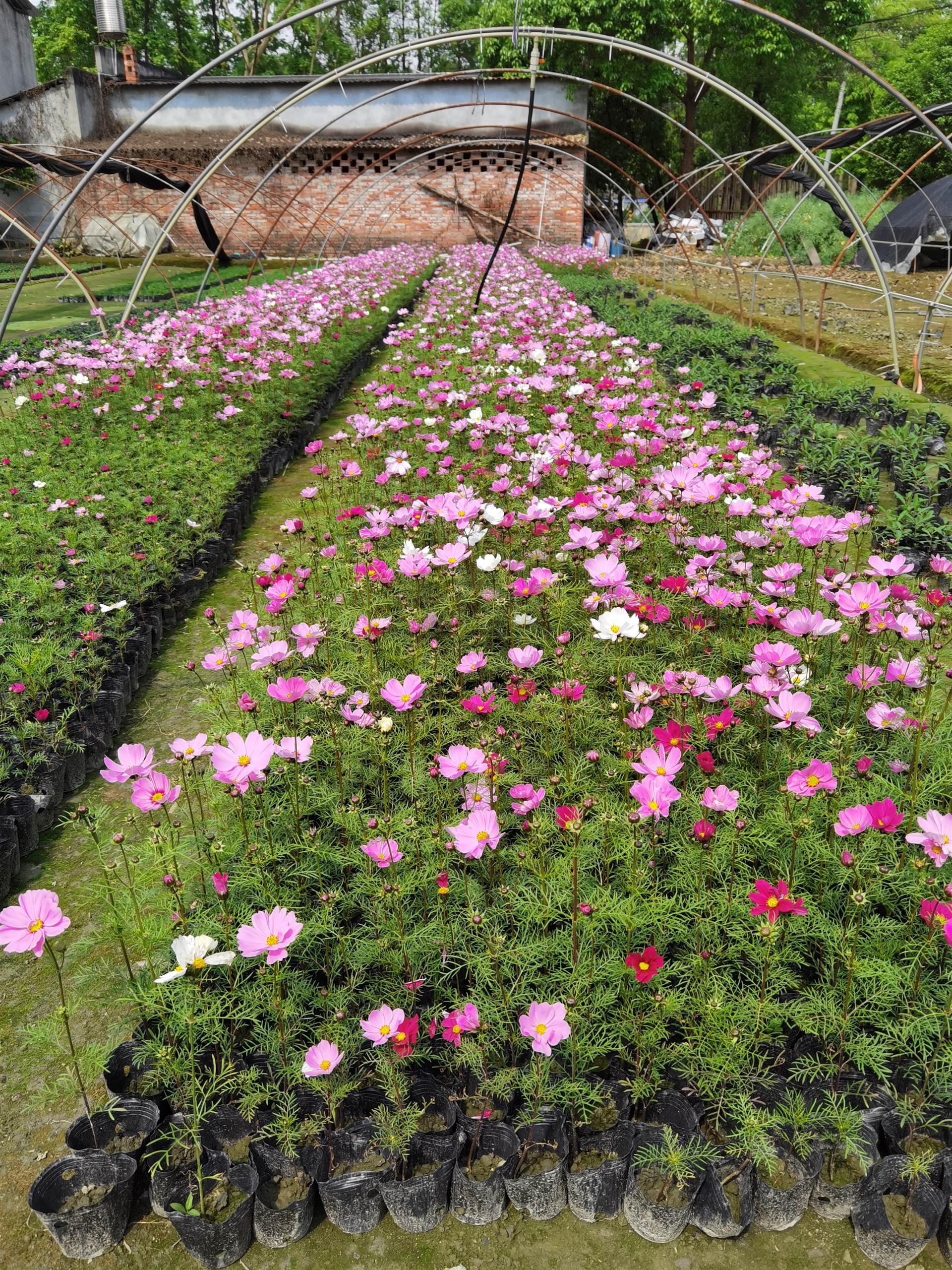 波斯菊价格成都波斯菊批发草花价格花镜植物栽植成都波斯菊