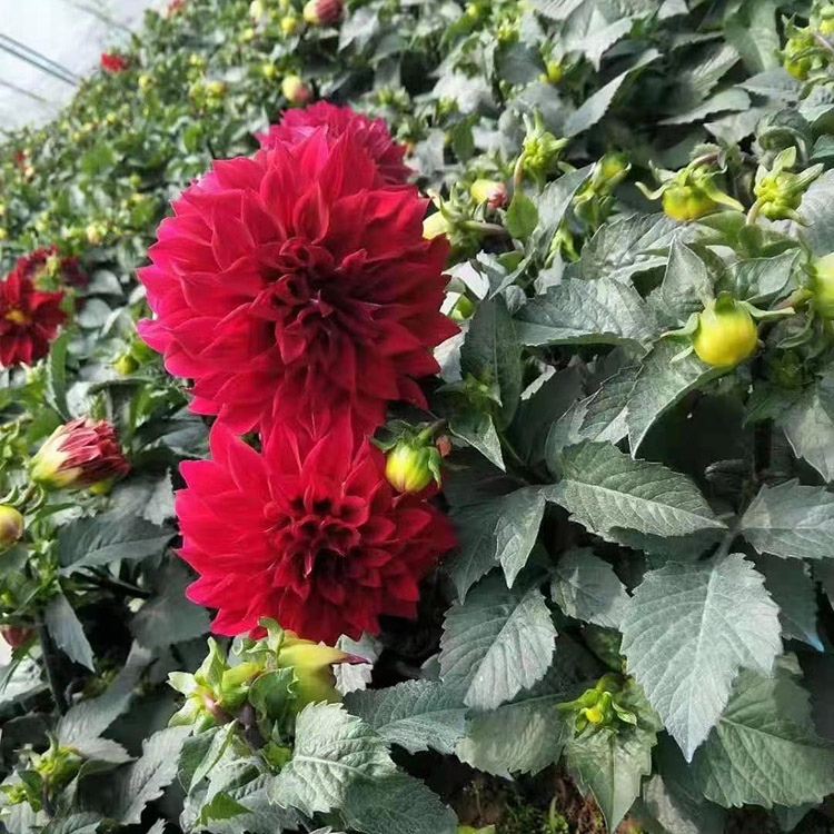 基地种植大丽花 昌兴 大丽花幼苗 大丽花价格 来电询价