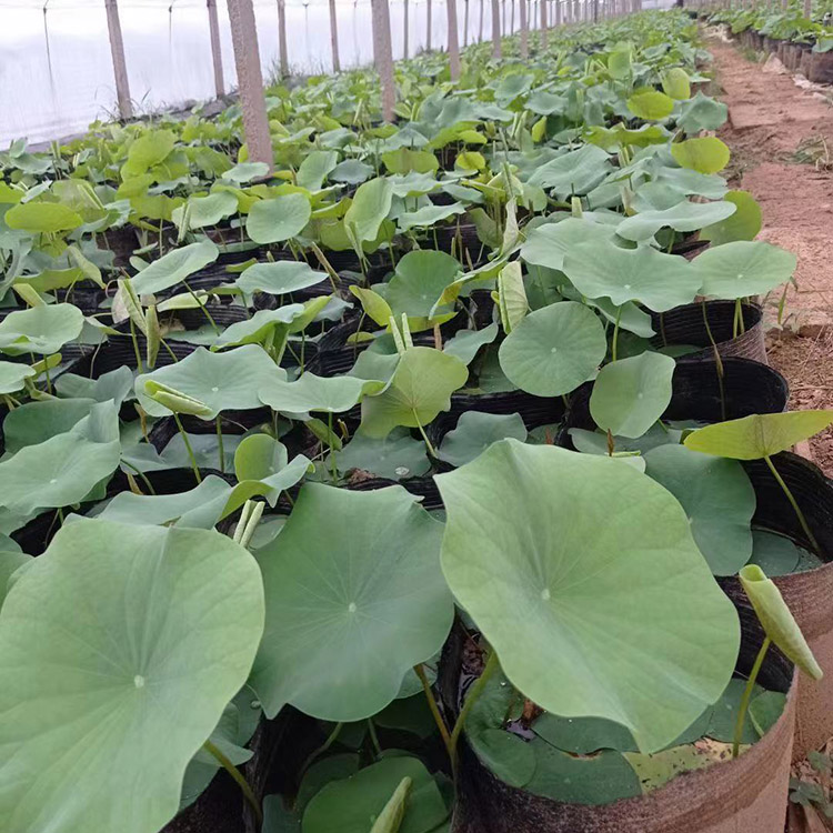 批发荷花小苗昌兴荷花苗报价来电咨询