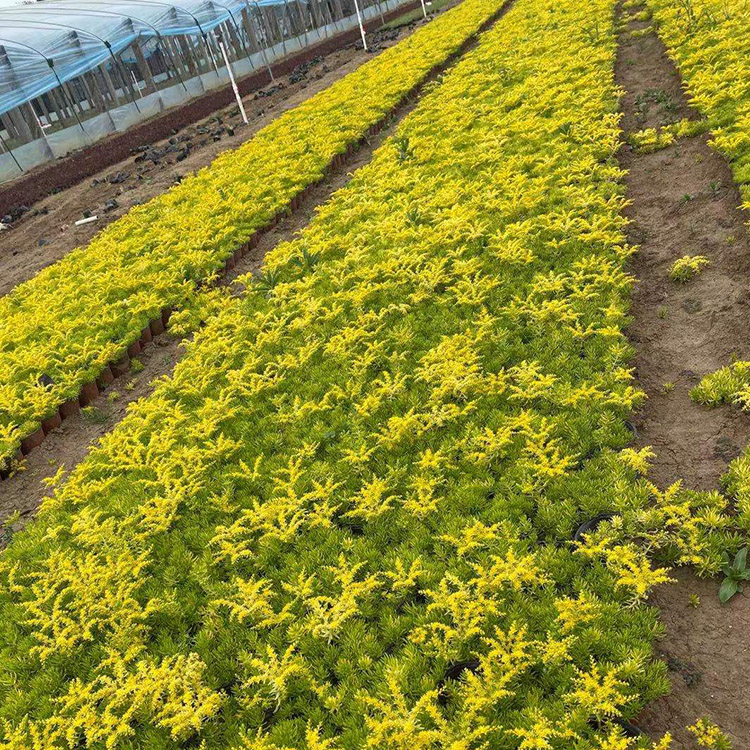 昌兴培育黄金条小苗黄金条价格来电详询