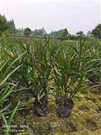 翠芦莉价格 成都翠芦莉种植基地 苗木报价 草花地被植物批发 花镜